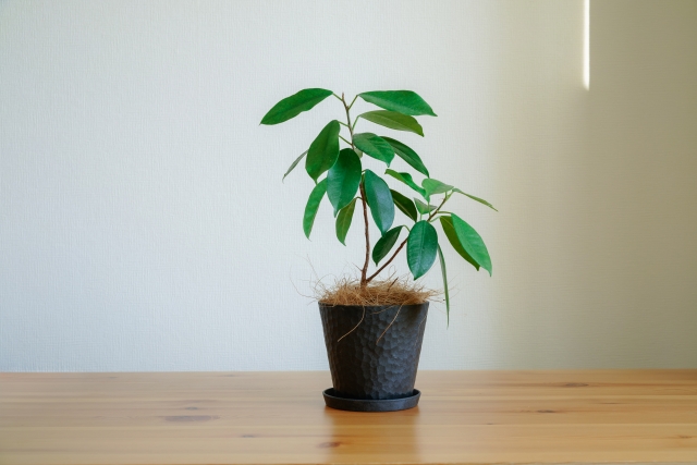 オフィス緑化とは?効果的な導入方法や導入時のポイントをご紹介します!